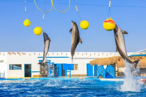 Hurghada Dolphin Show Experience